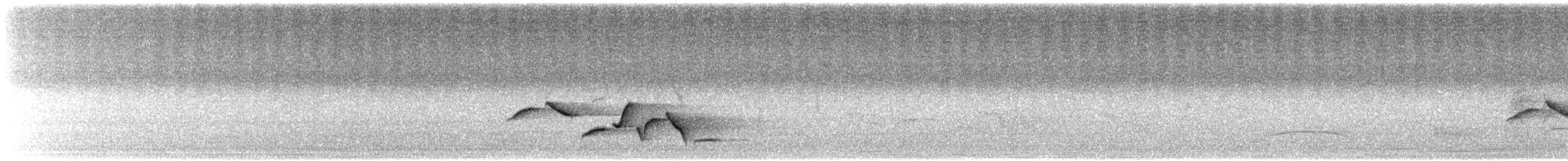 Troglodyte à poitrine tachetée - ML644353219