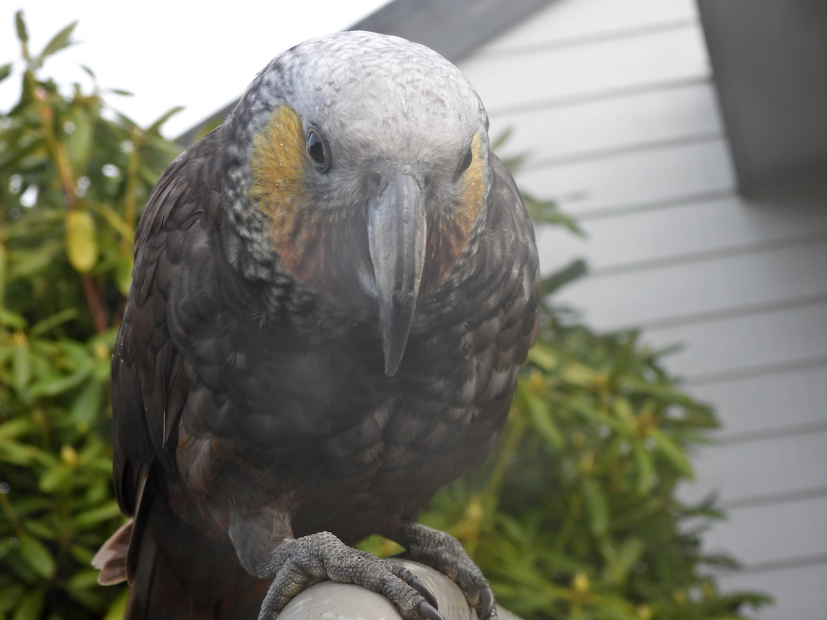 New Zealand Kaka - ML644353222