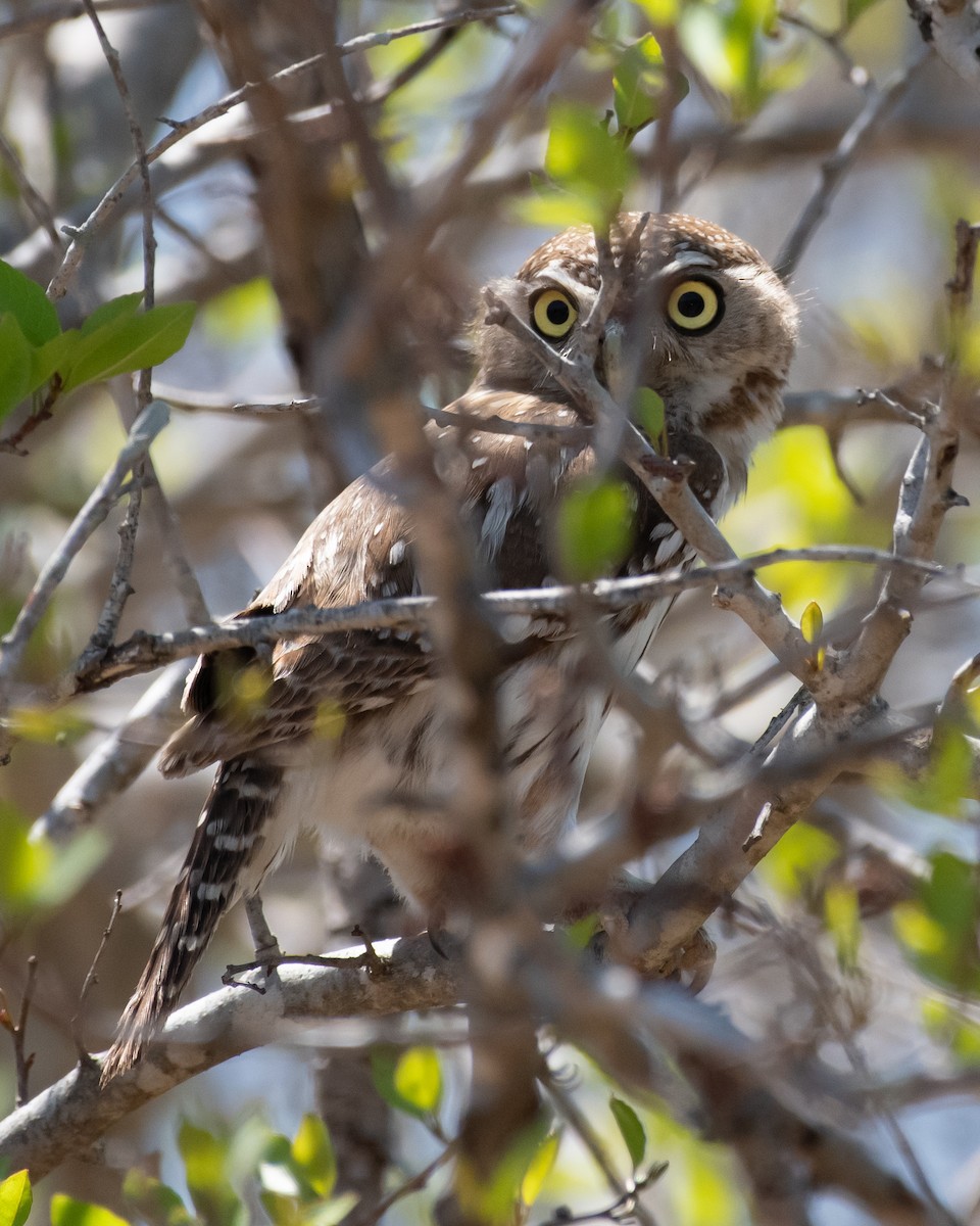 Pearl-spotted Owlet - ML644353243