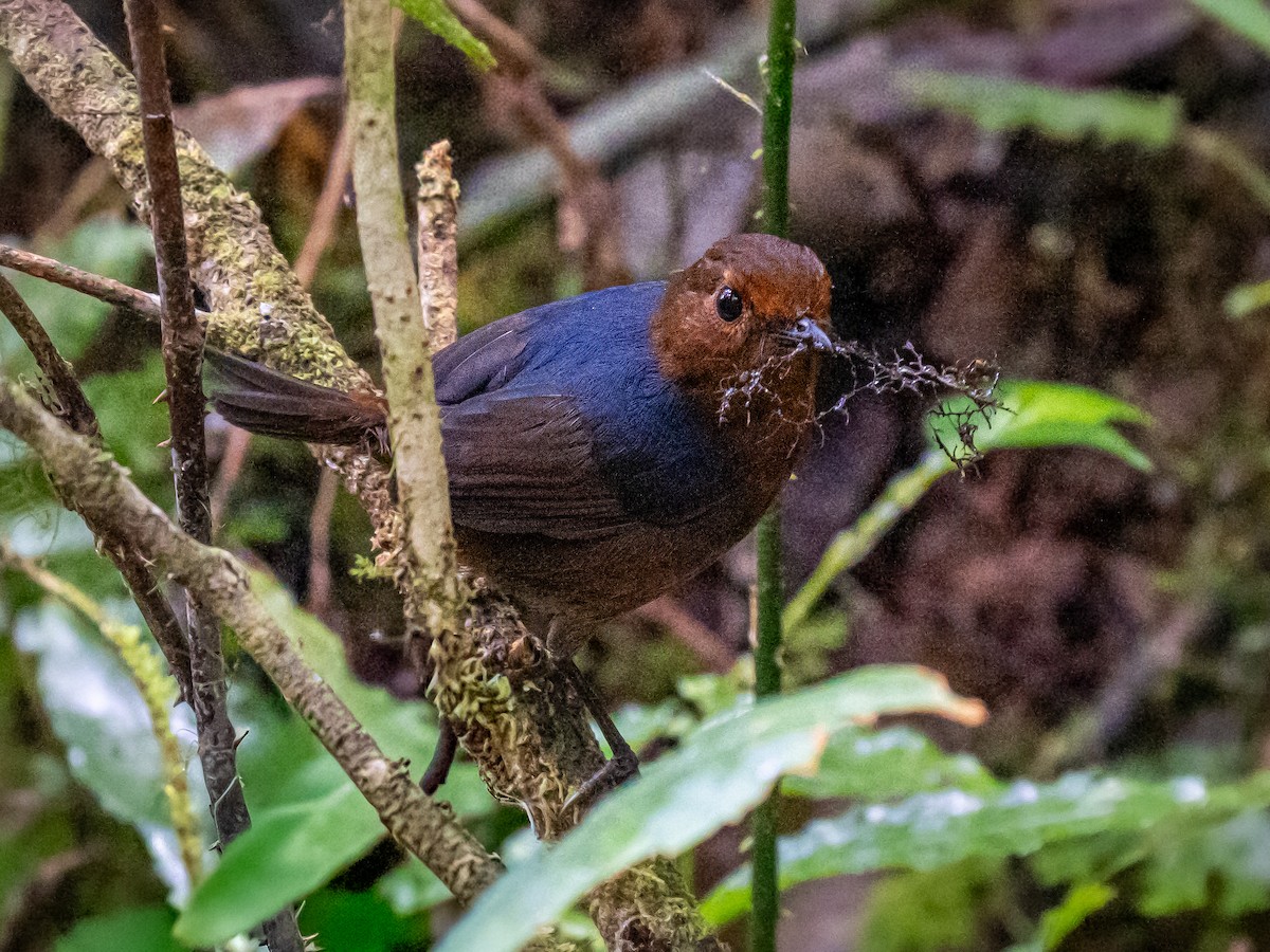 Bornean Shortwing - ML644353244