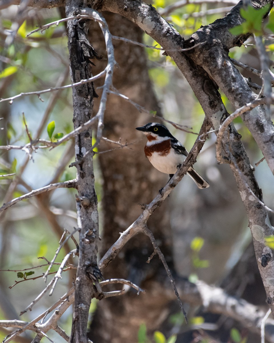 Chinspot Batis - ML644353246