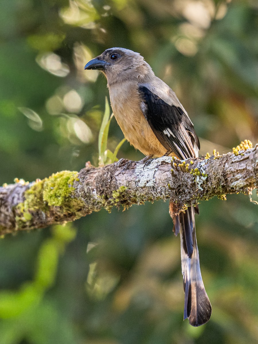 Bornean Treepie - ML644353248
