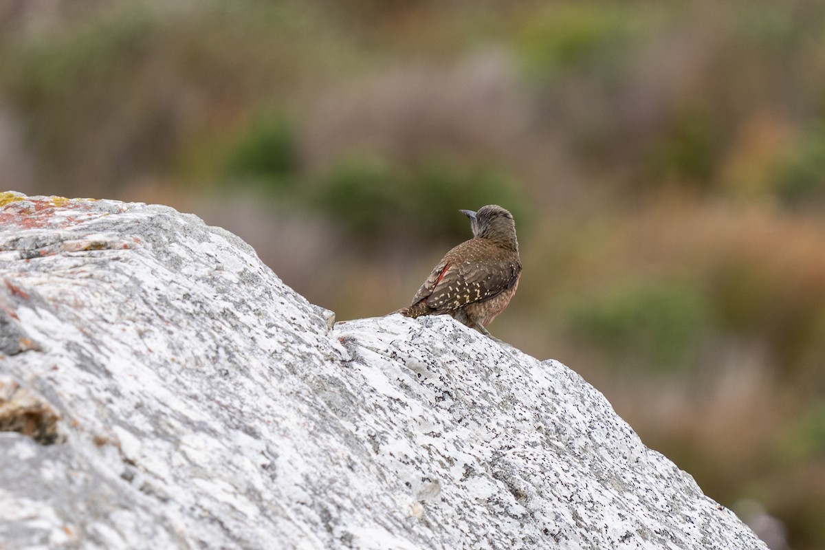 Pic laboureur - ML644353252