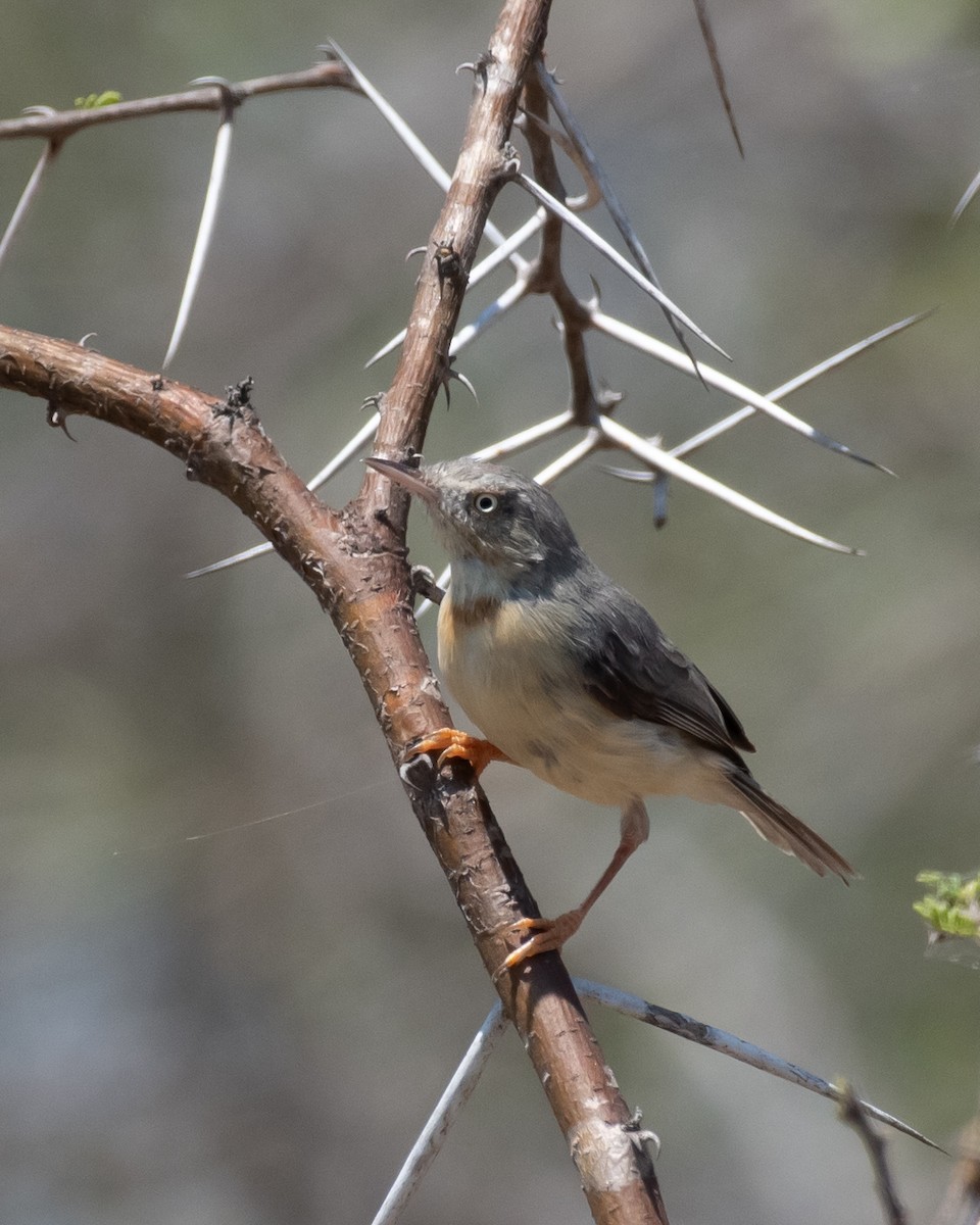 Burnt-neck Eremomela - ML644353253