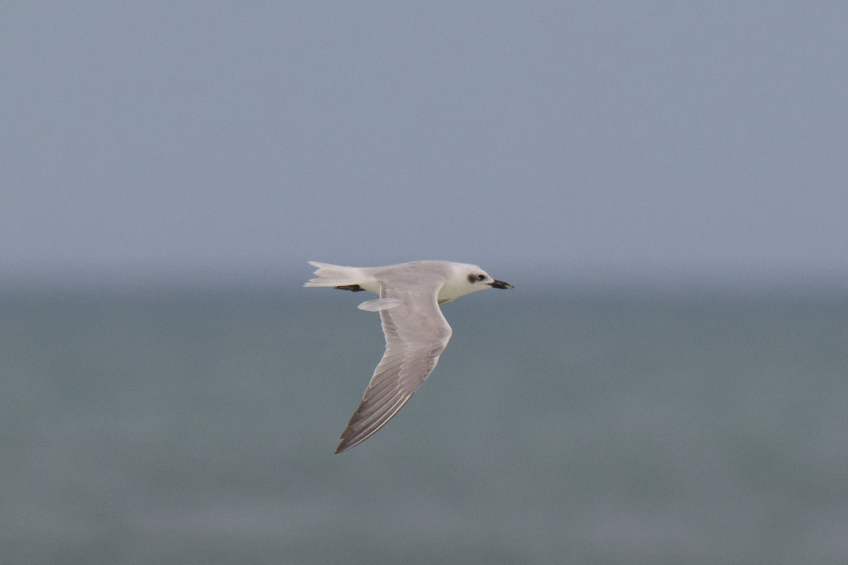 Lachseeschwalbe - ML644353255