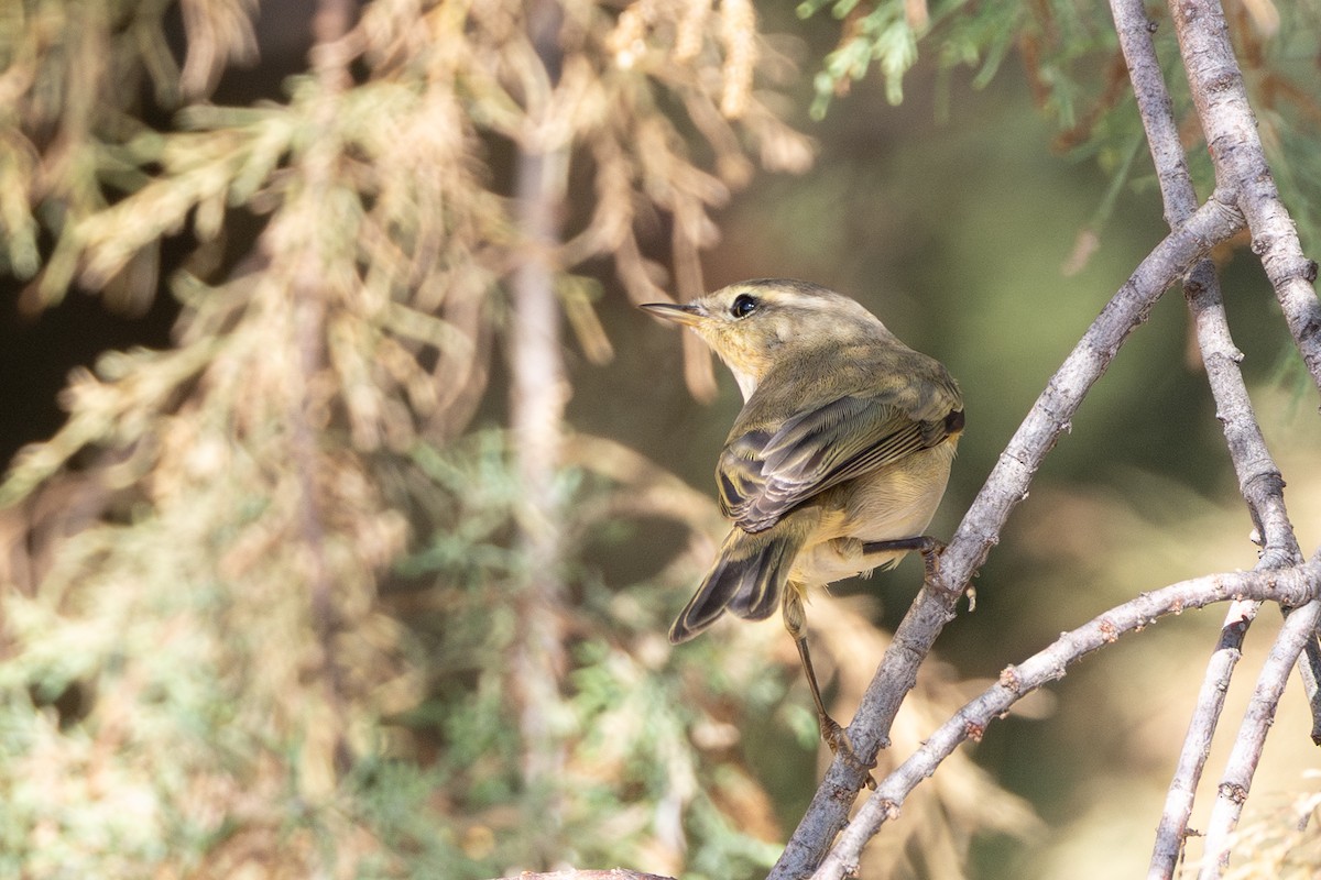 Common Chiffchaff - ML644353256