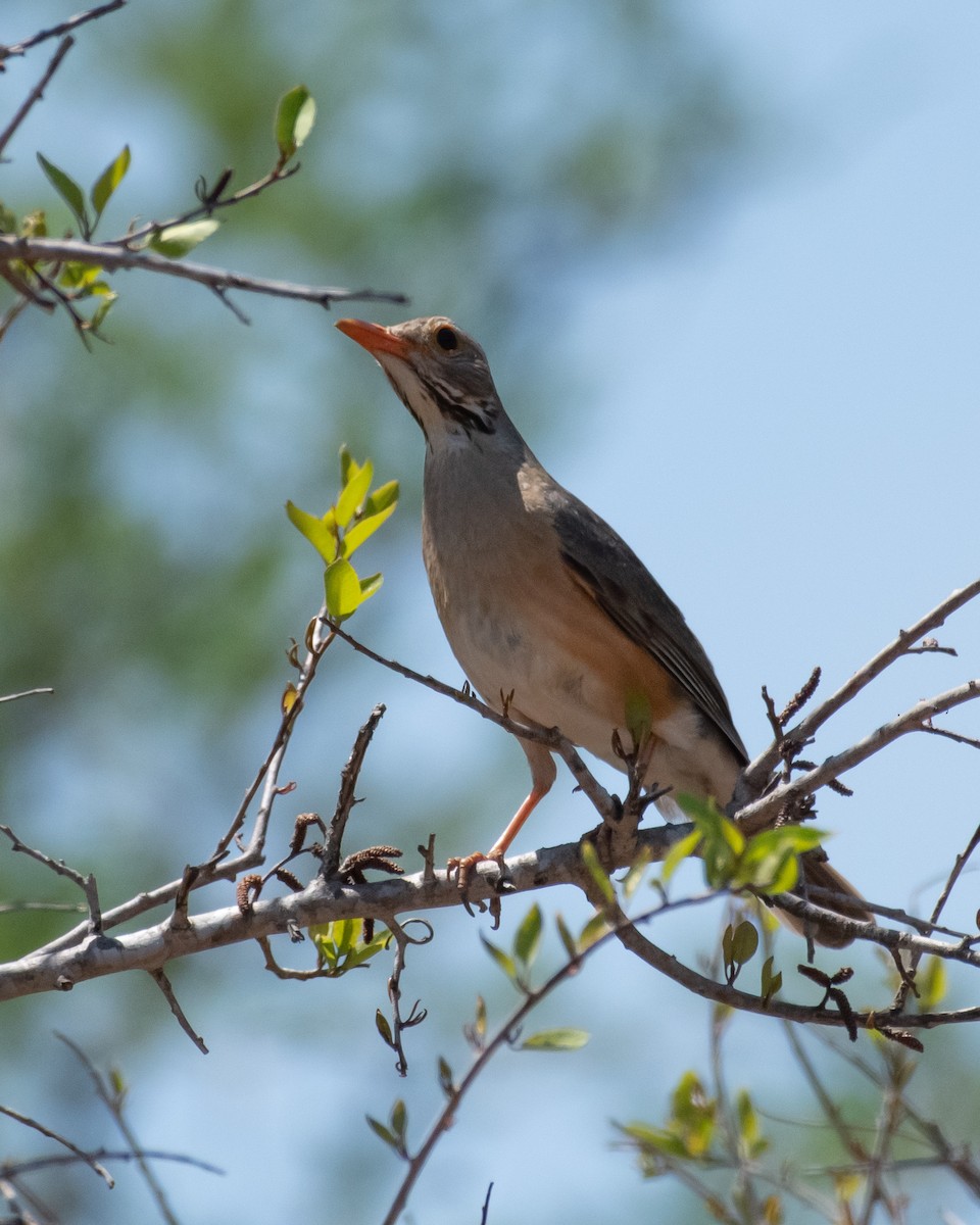 Kurrichane Thrush - ML644353257