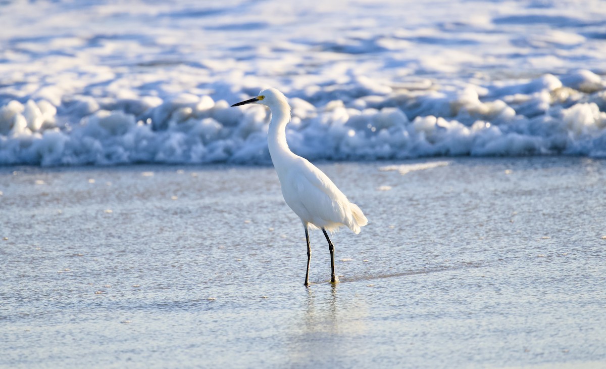 Snowy Egret - ML644353264