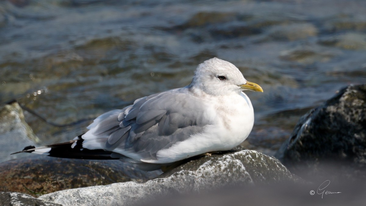 Short-billed Gull - ML644353266