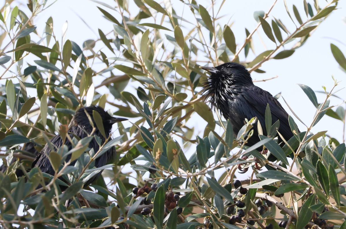 Arabazozo beltza - ML644353308