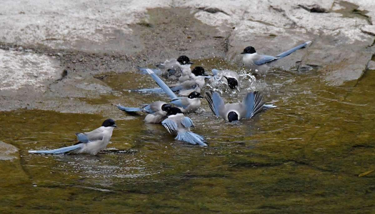 Mavi Saksağan - ML644353312