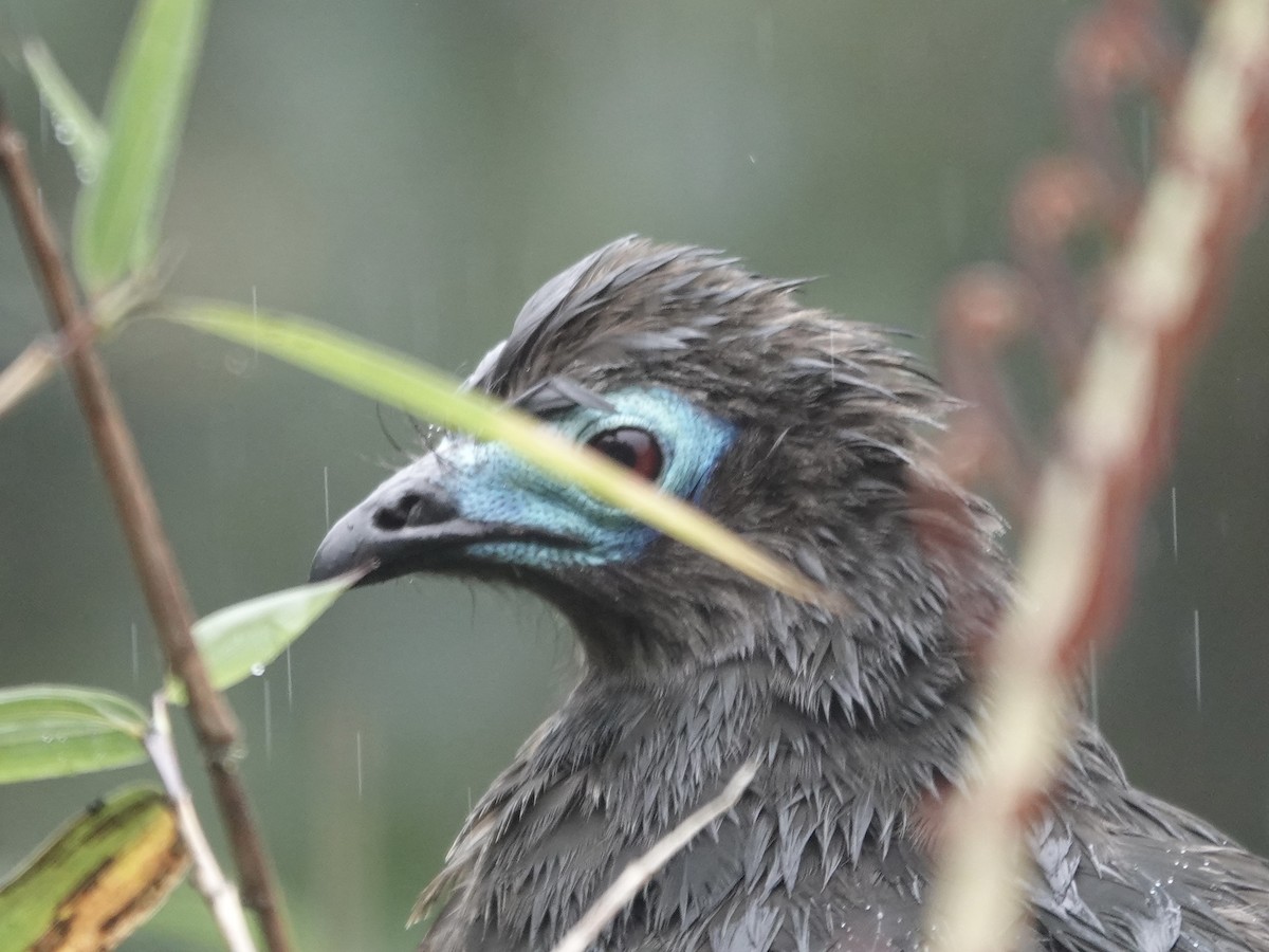 Sickle-winged Guan - ML644353317