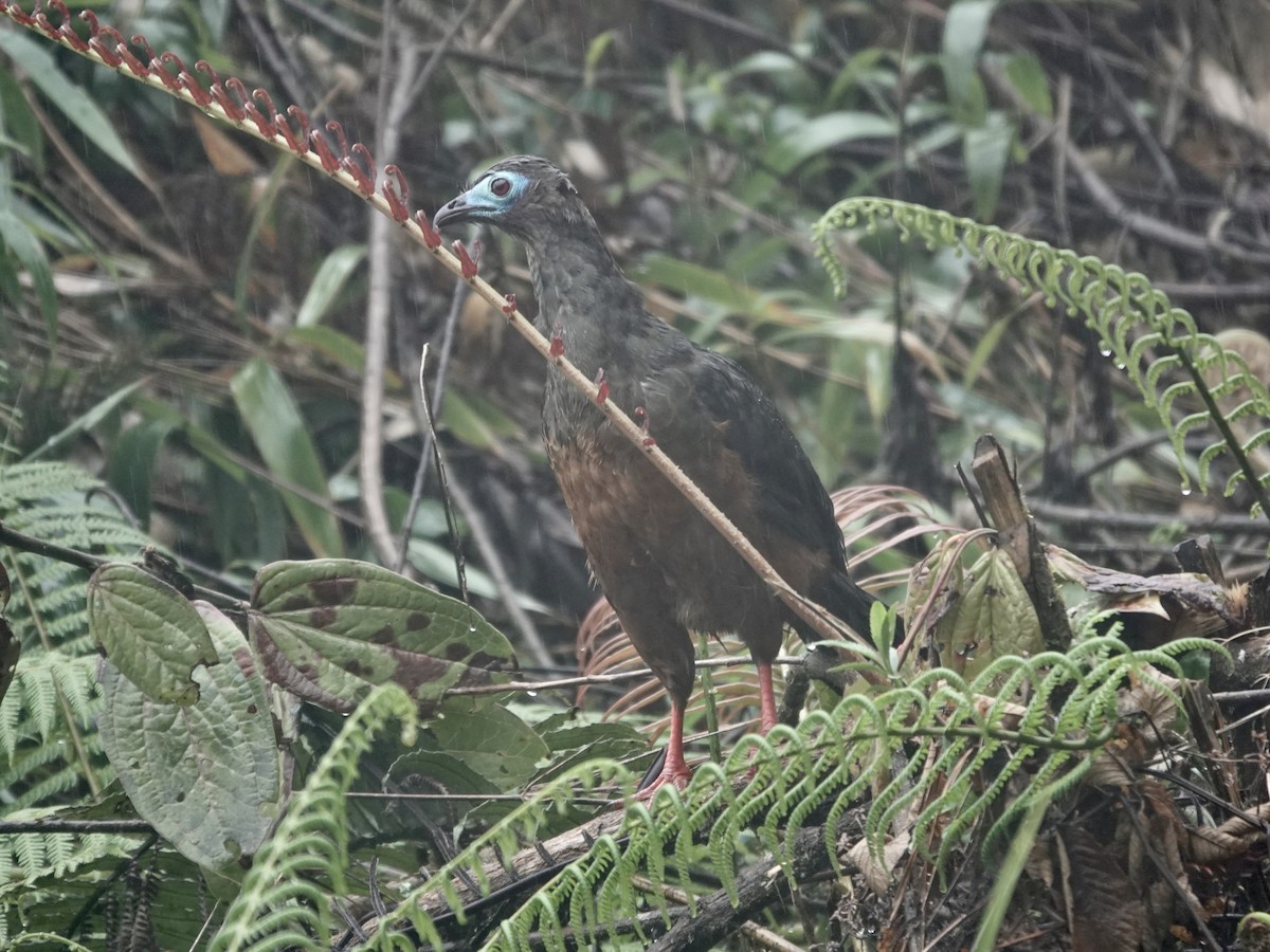 Sickle-winged Guan - ML644353319