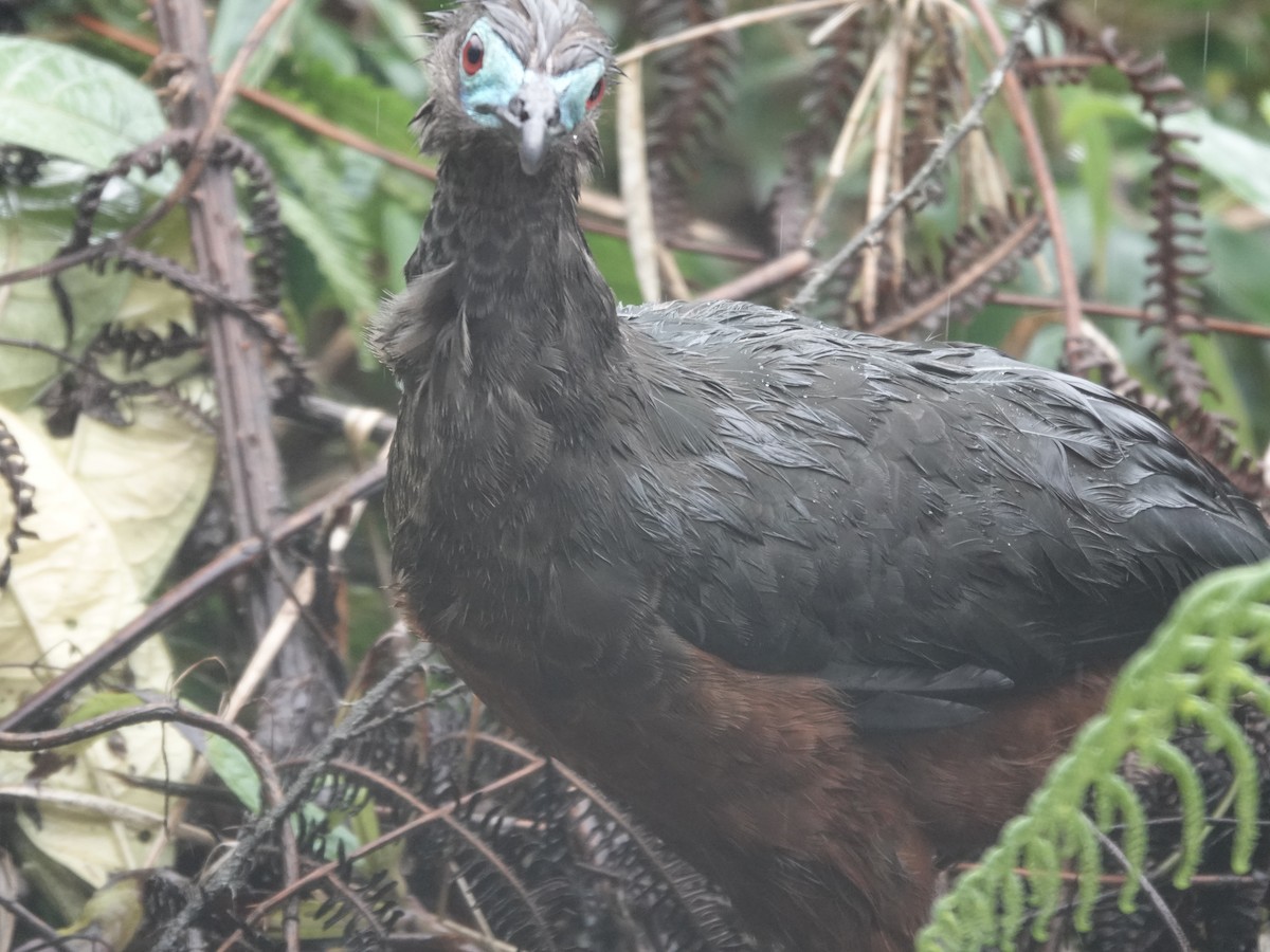 Sickle-winged Guan - ML644353320