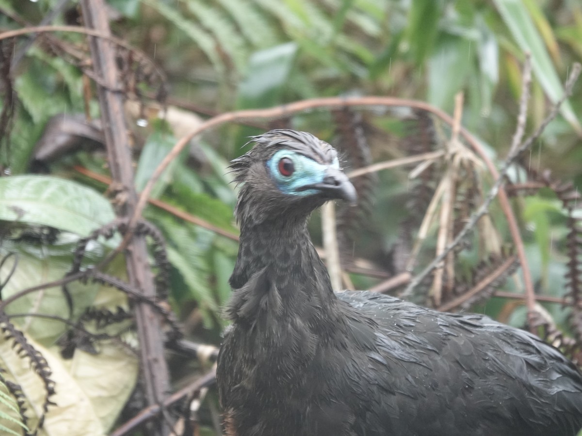 Sickle-winged Guan - ML644353321