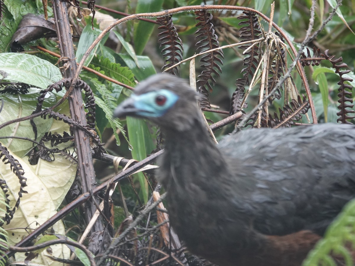 Sickle-winged Guan - ML644353322