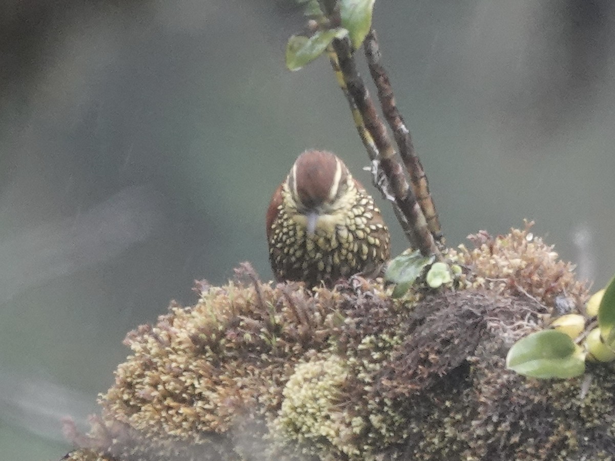 Pearled Treerunner - ML644353327