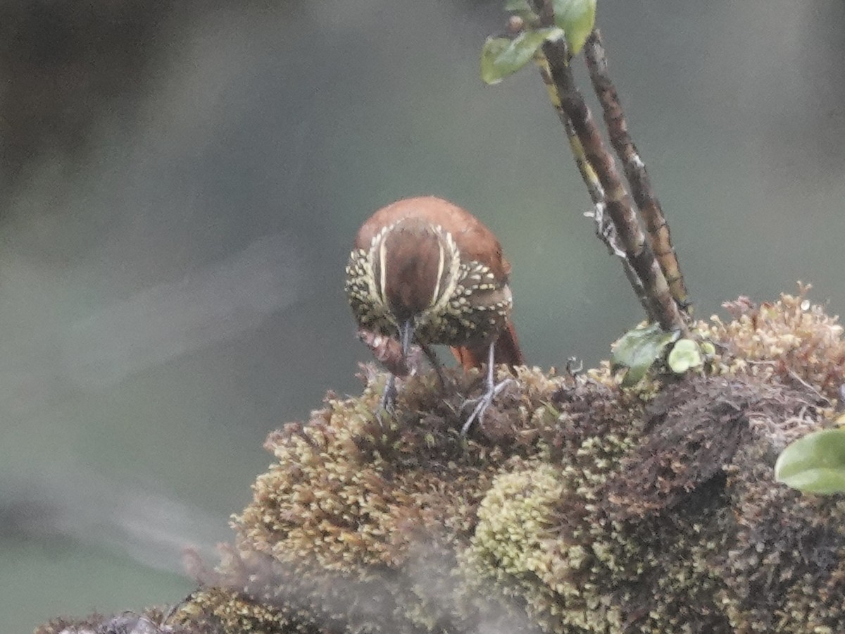 Pearled Treerunner - ML644353328