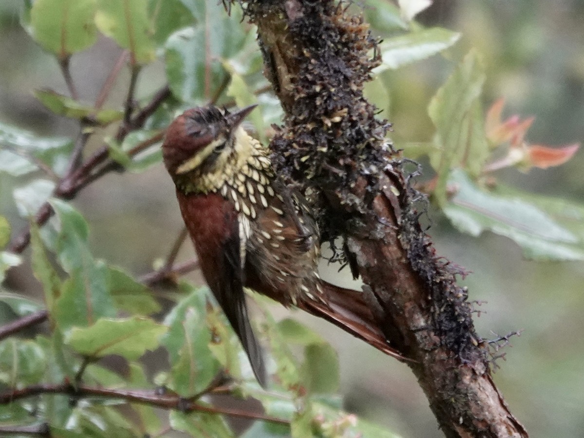 Pearled Treerunner - ML644353329