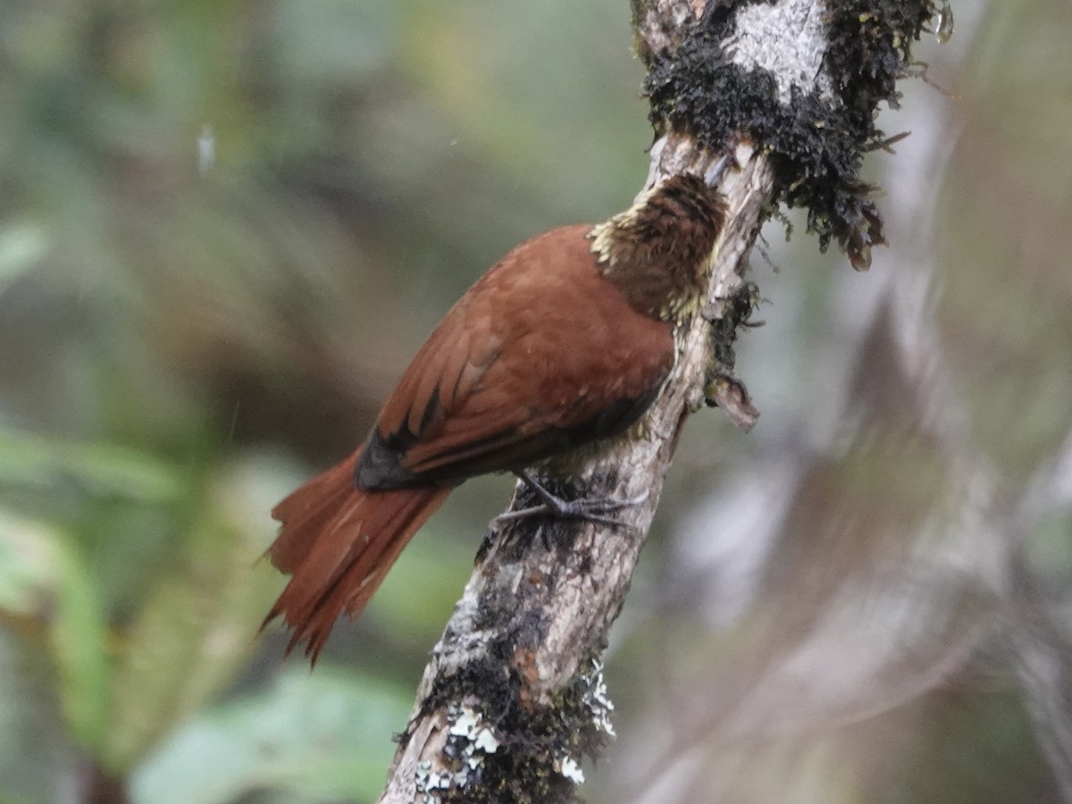 Pearled Treerunner - ML644353332