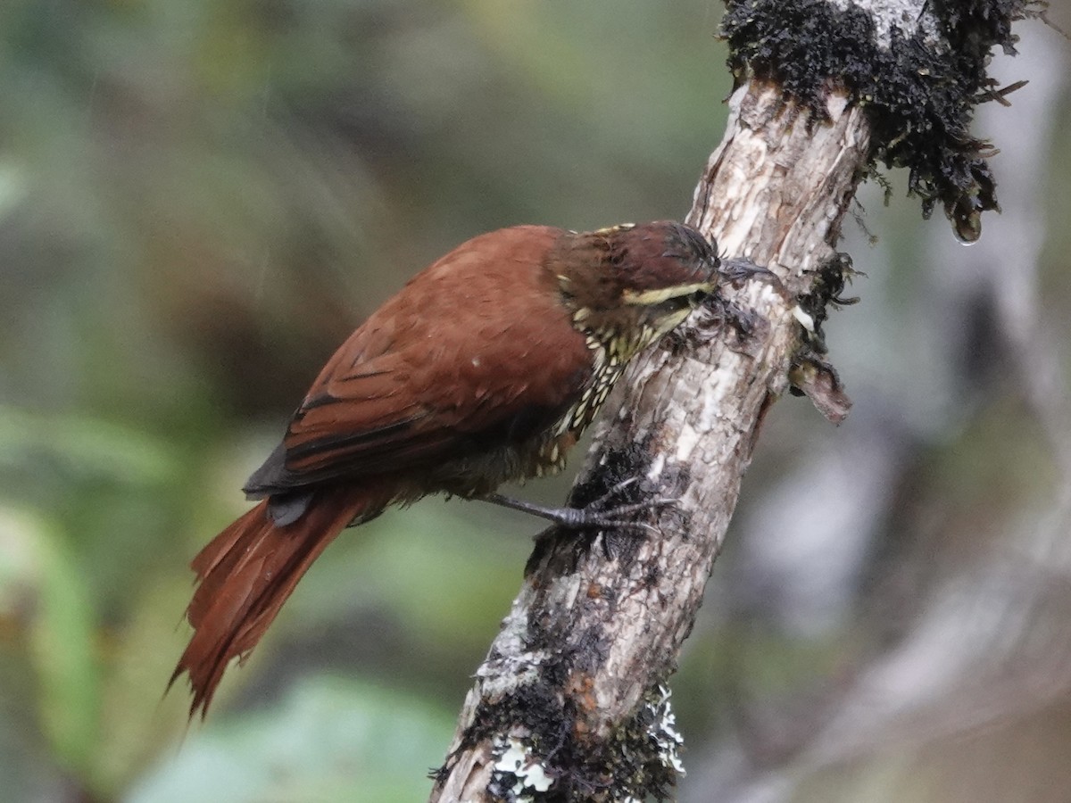 Pearled Treerunner - ML644353333