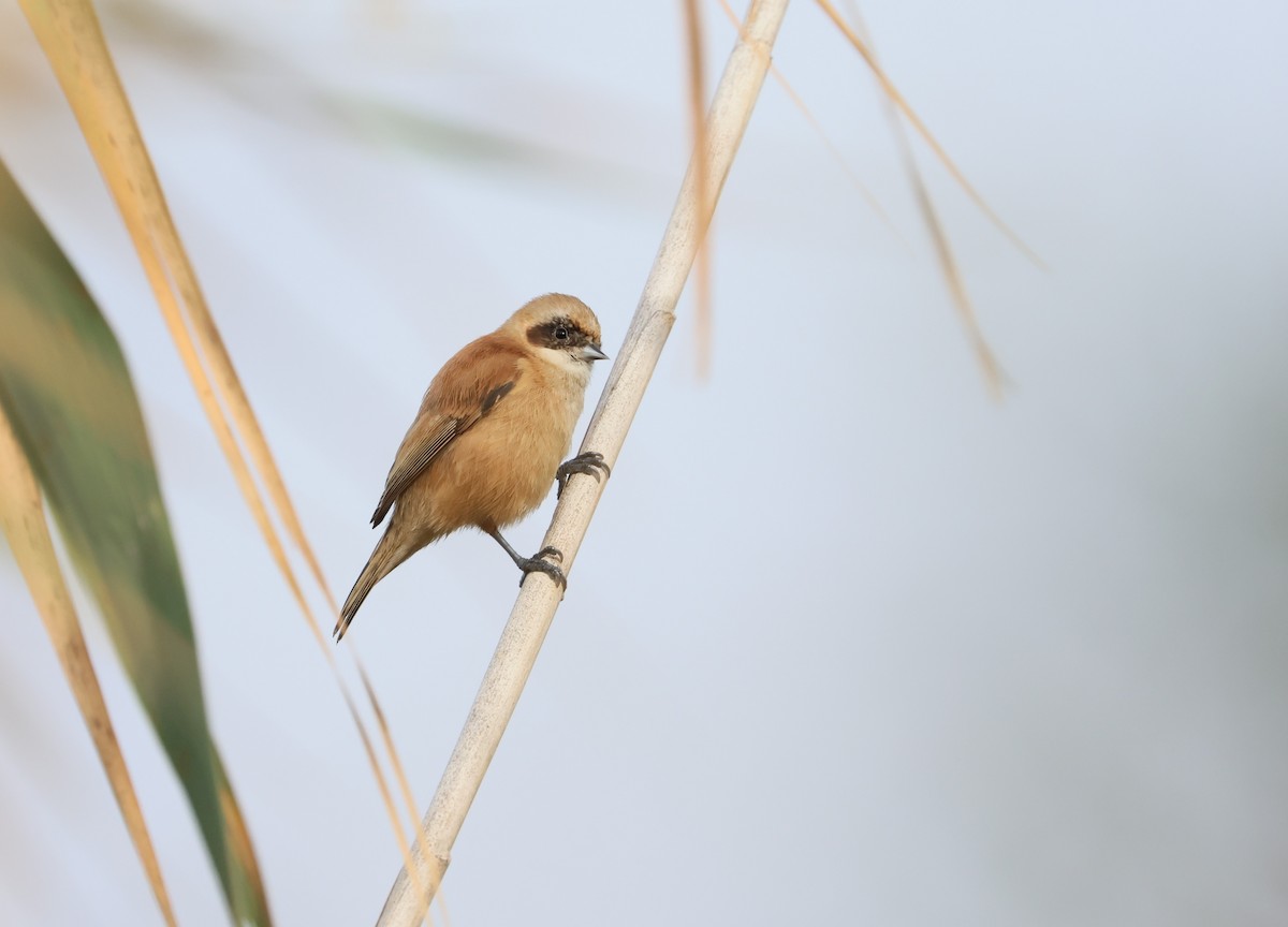 pungmeis - ML644353334