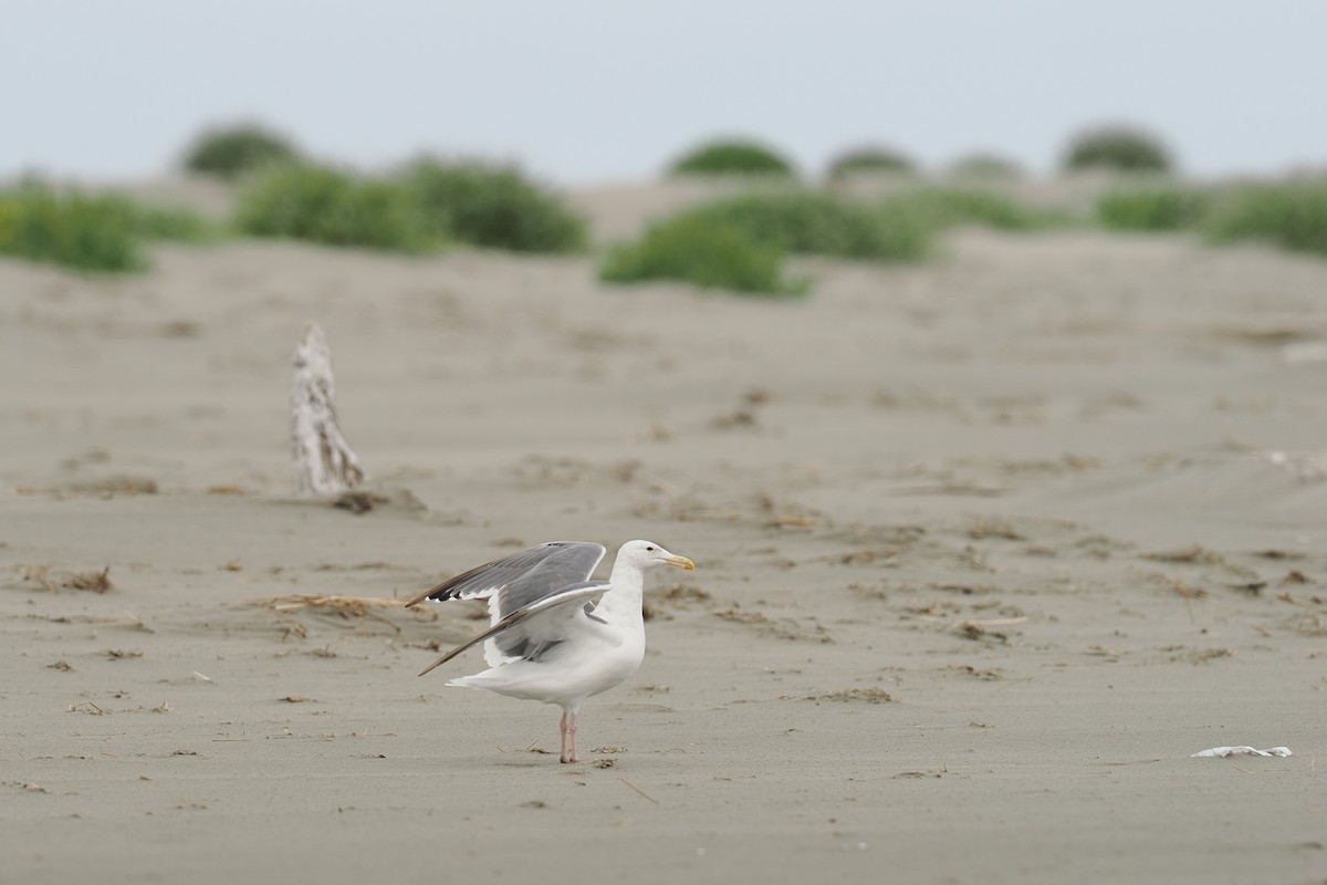 アメリカオオセグロカモメ - ML644353342