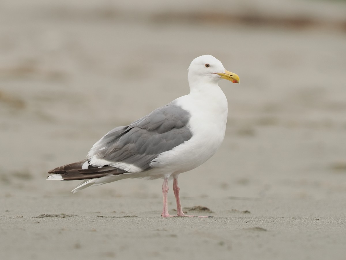 アメリカオオセグロカモメ - ML644353343