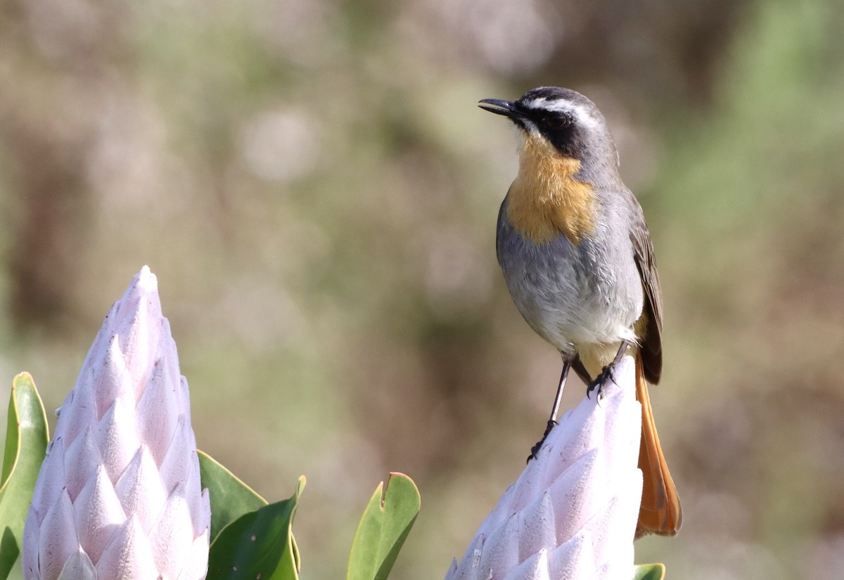 Kap Kızılca Bülbülü - ML644353344