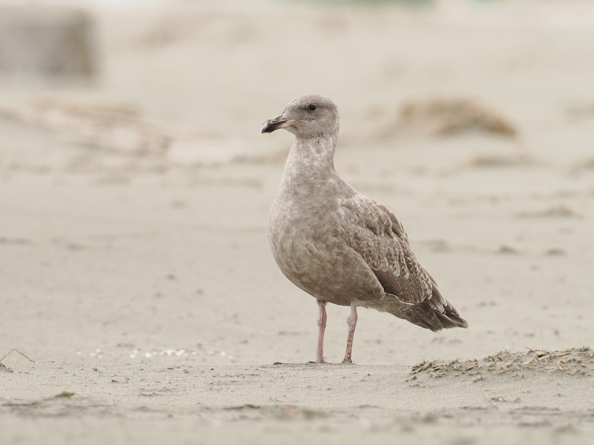 アメリカオオセグロカモメ - ML644353353