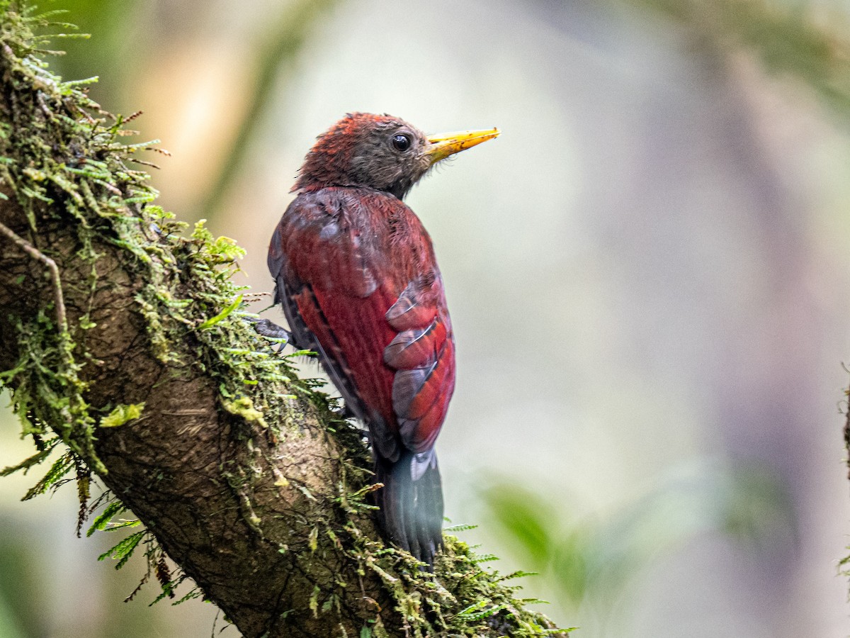 Maroon Woodpecker - ML644353363