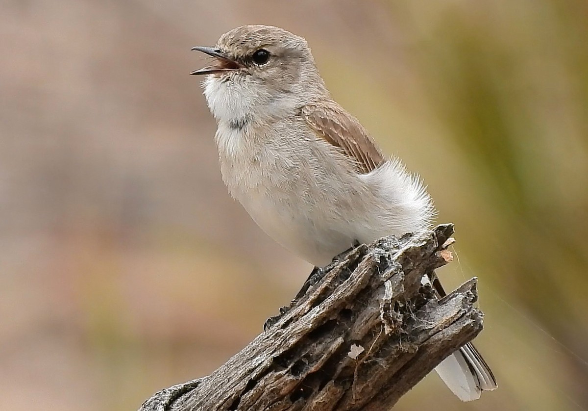 Weißschwanzschnäpper - ML644353364