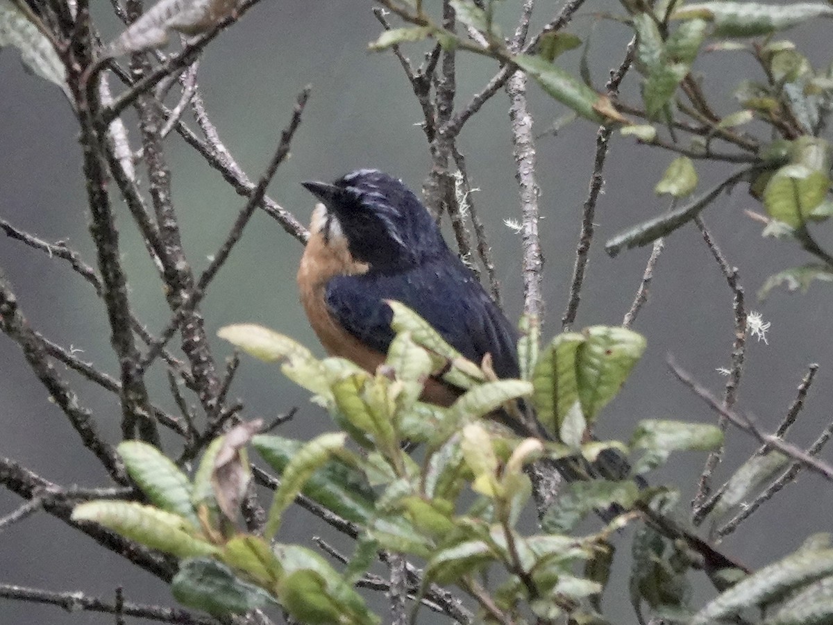 kastanjebuktanagar - ML644353384