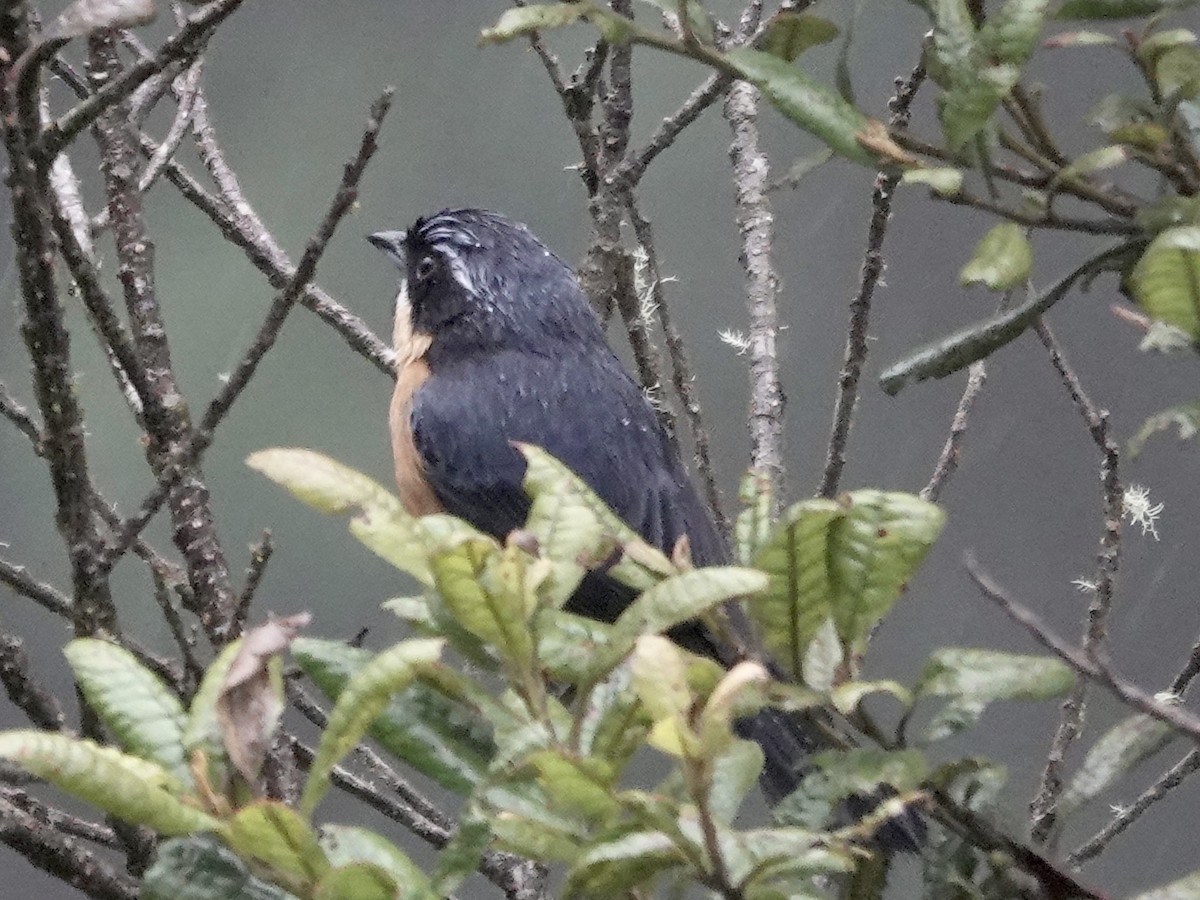 kastanjebuktanagar - ML644353385