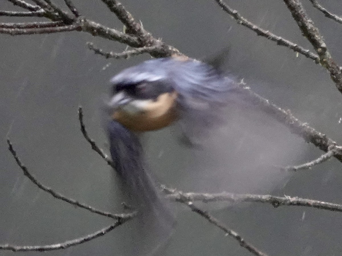 kastanjebuktanagar - ML644353386