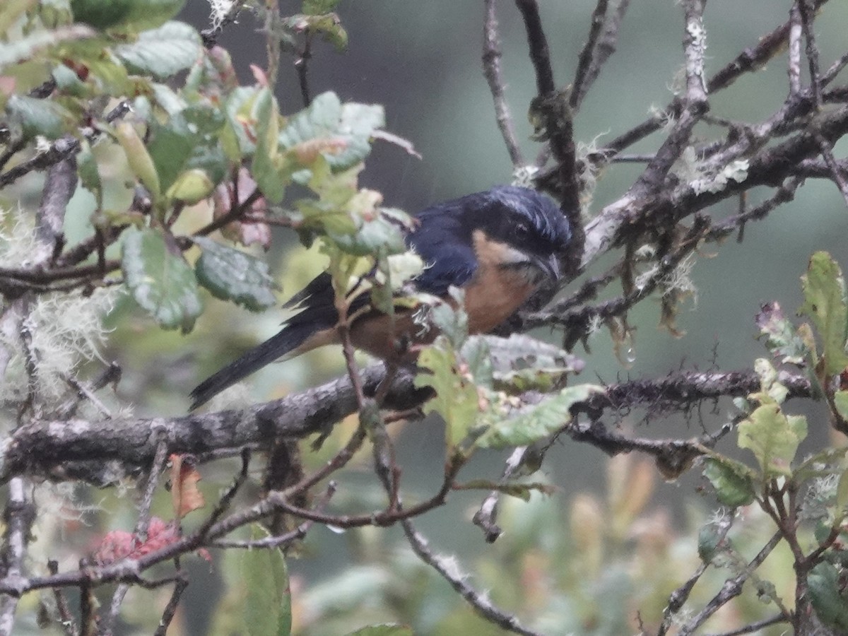 kastanjebuktanagar - ML644353387