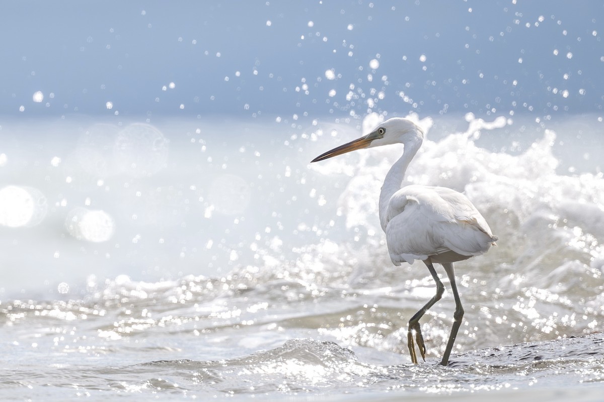 volavka žlutozobá - ML644353401