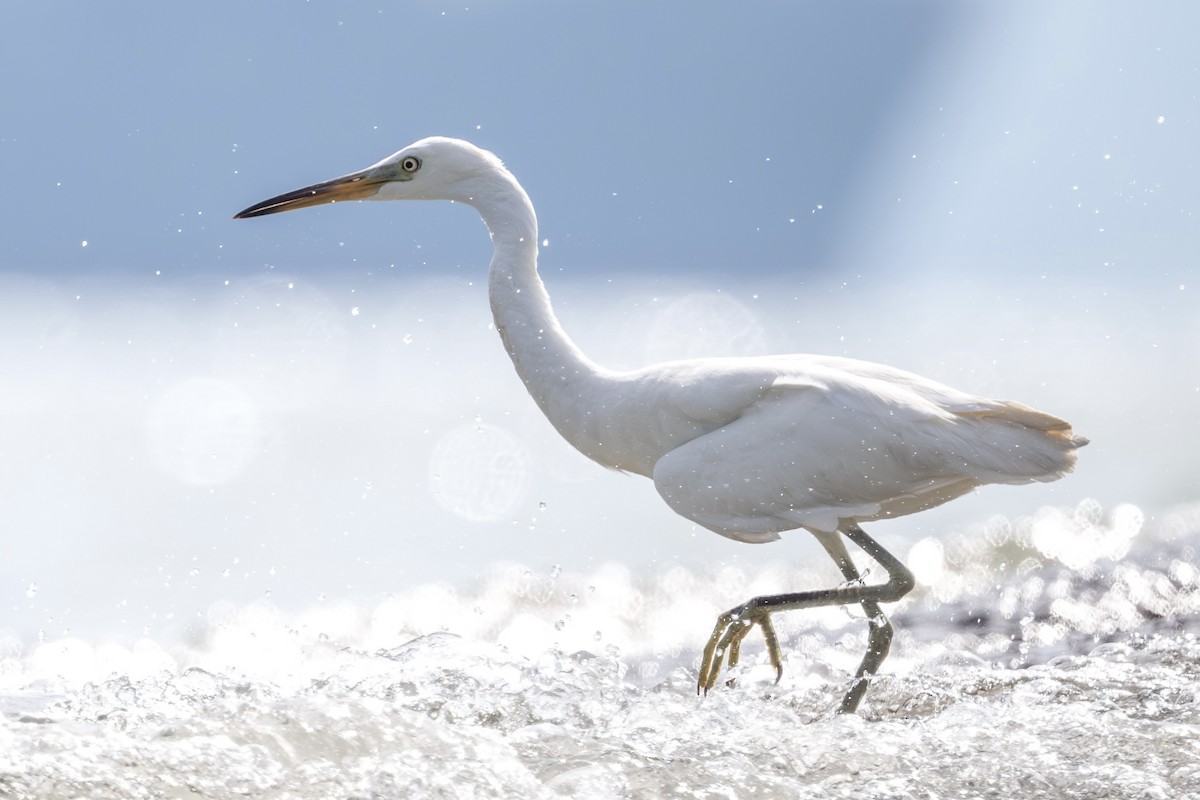 volavka žlutozobá - ML644353402