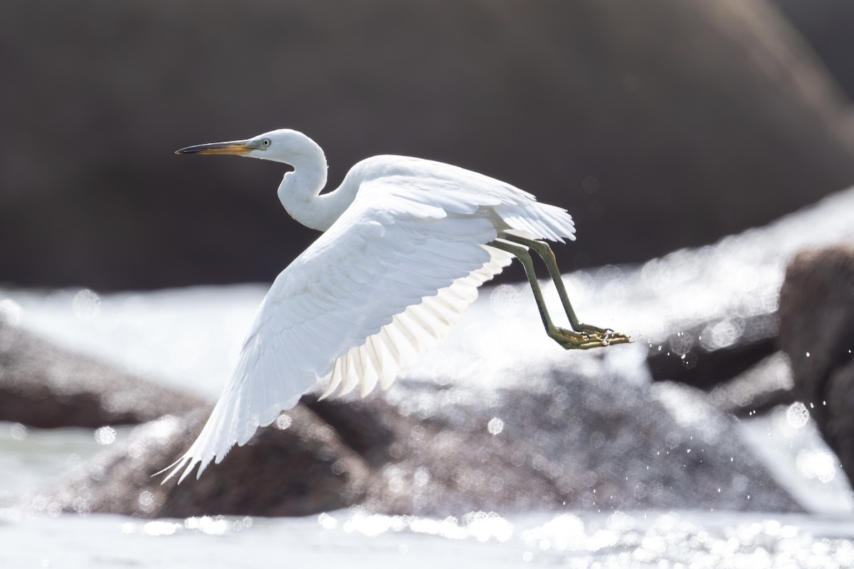 volavka žlutozobá - ML644353403