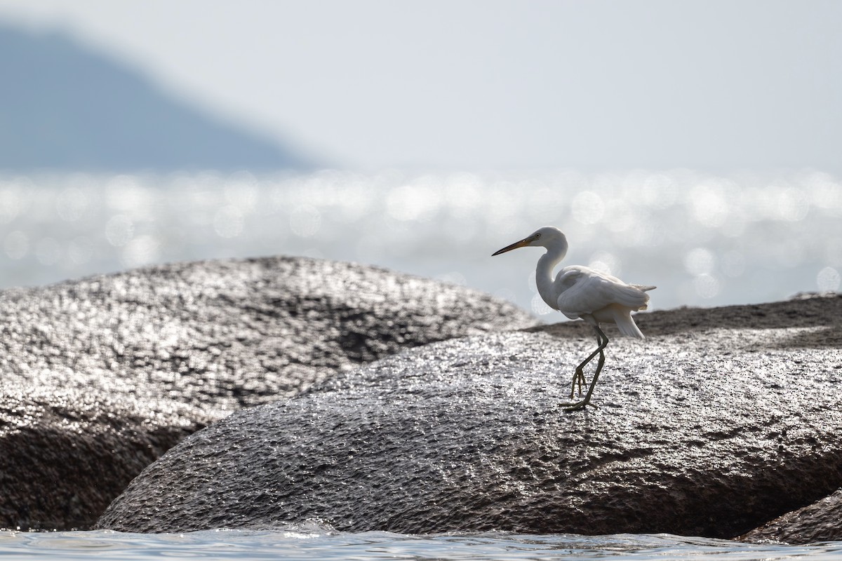 volavka žlutozobá - ML644353405