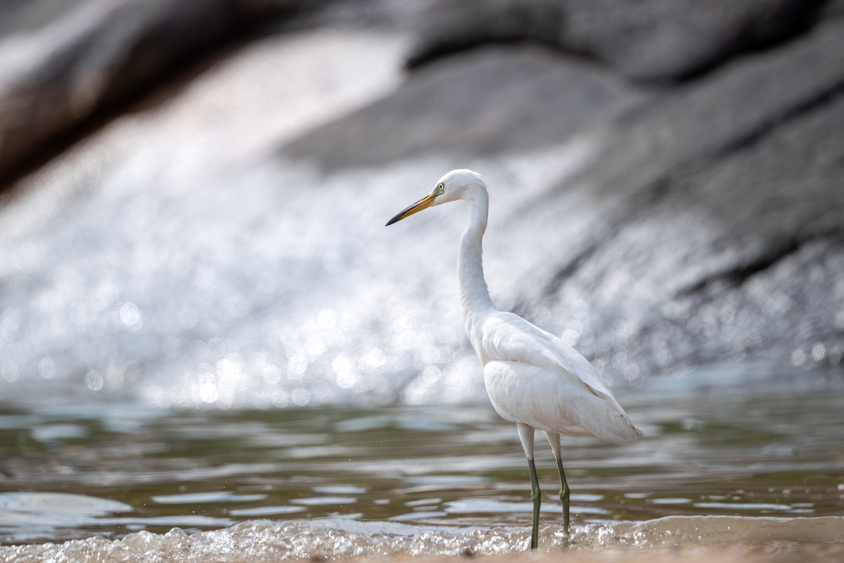 volavka žlutozobá - ML644353406