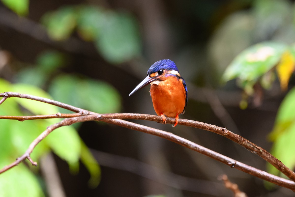 Рибалочка темно-синій - ML644353455