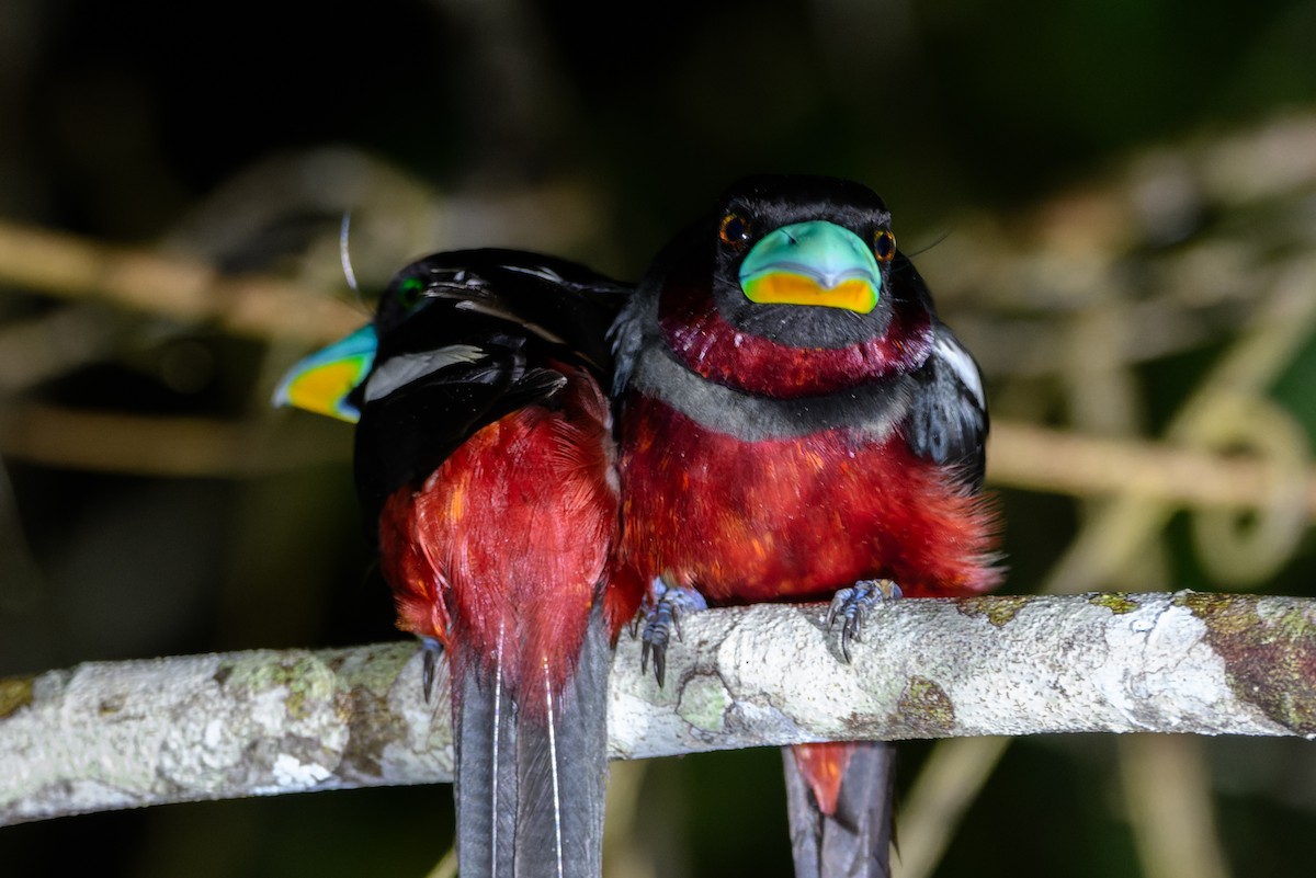Black-and-red Broadbill - ML644353460