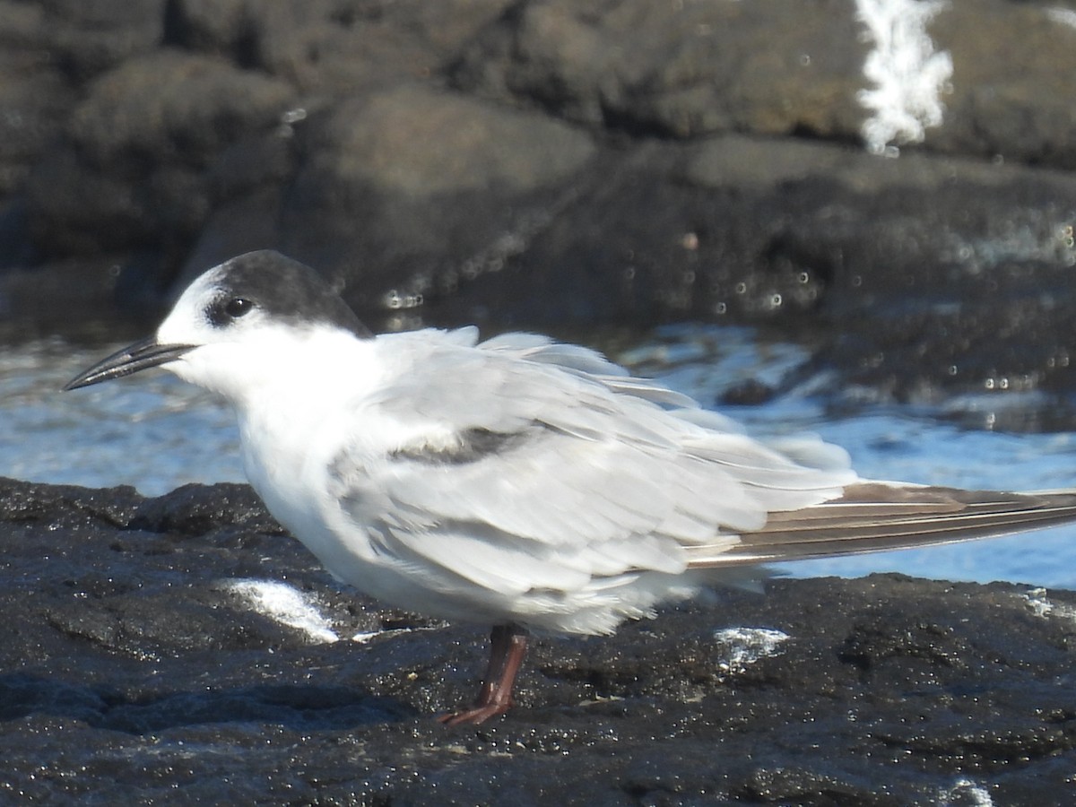 Charrán Común (longipennis) - ML644353462