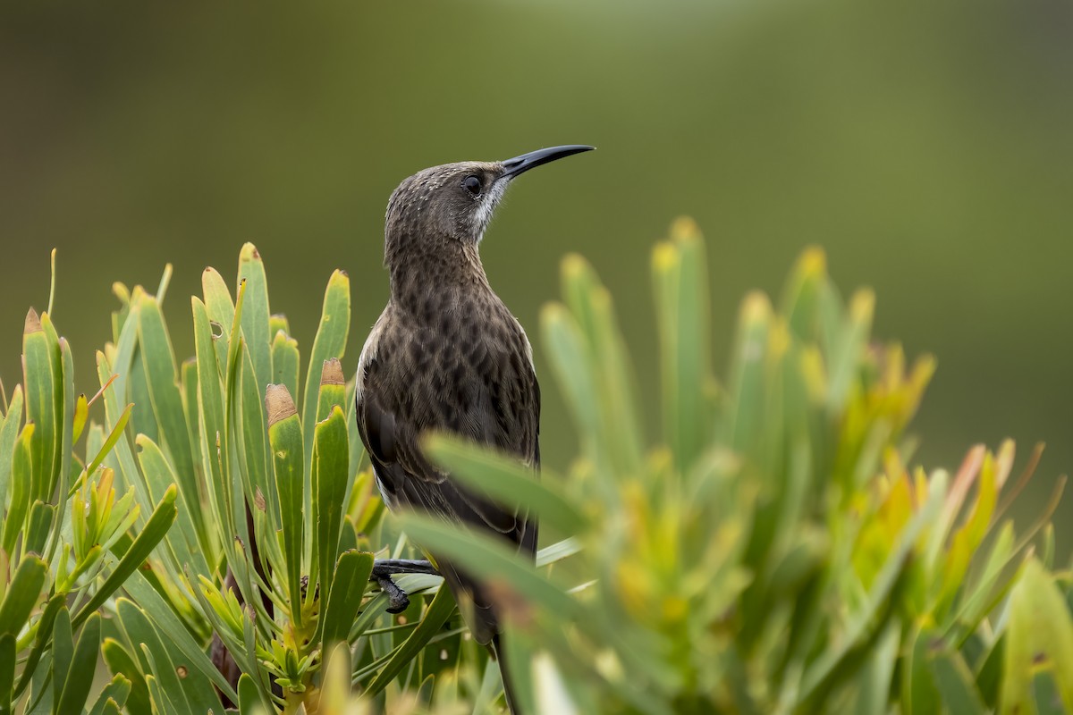 Cape Sugarbird - ML644353469