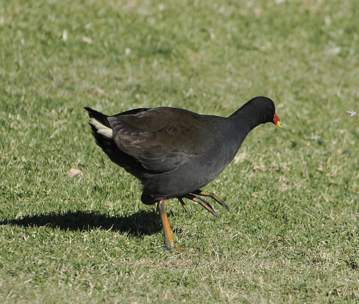 Dusky Moorhen - Peter de Jongh
