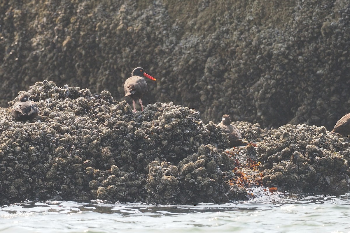 Black Oystercatcher - ML644353496
