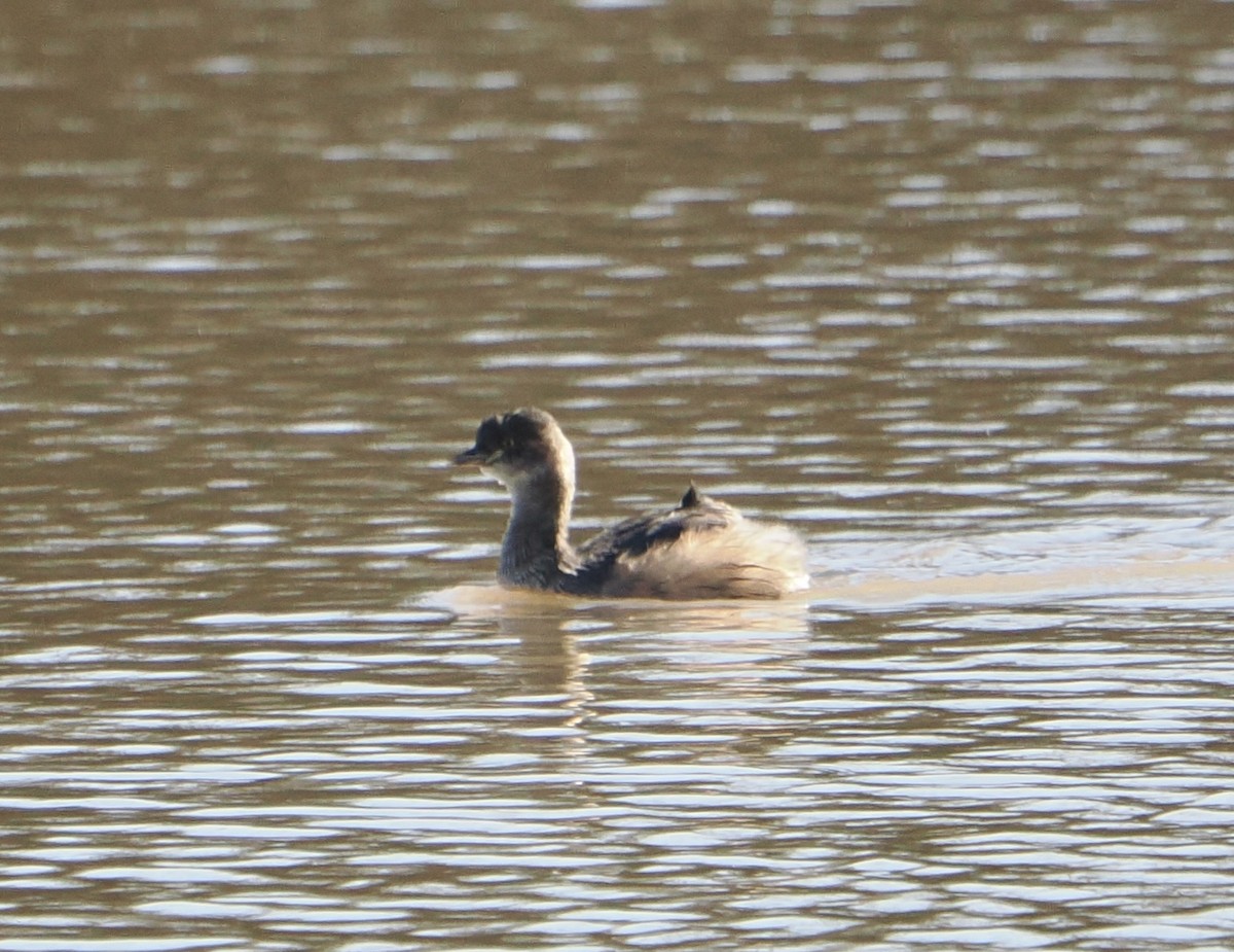 Australasian Grebe - ML644353499