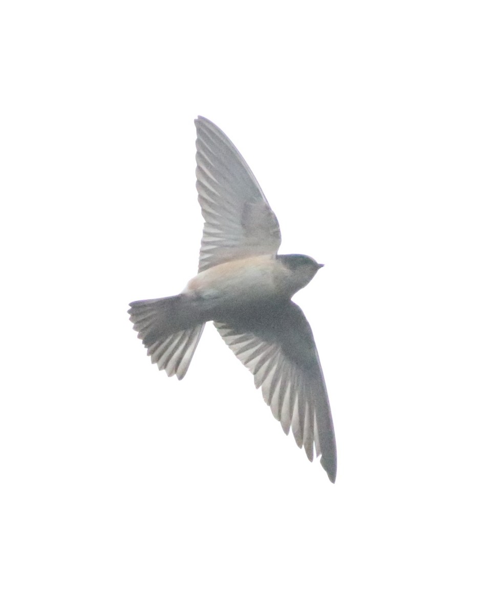 Tree Martin - ML644353515