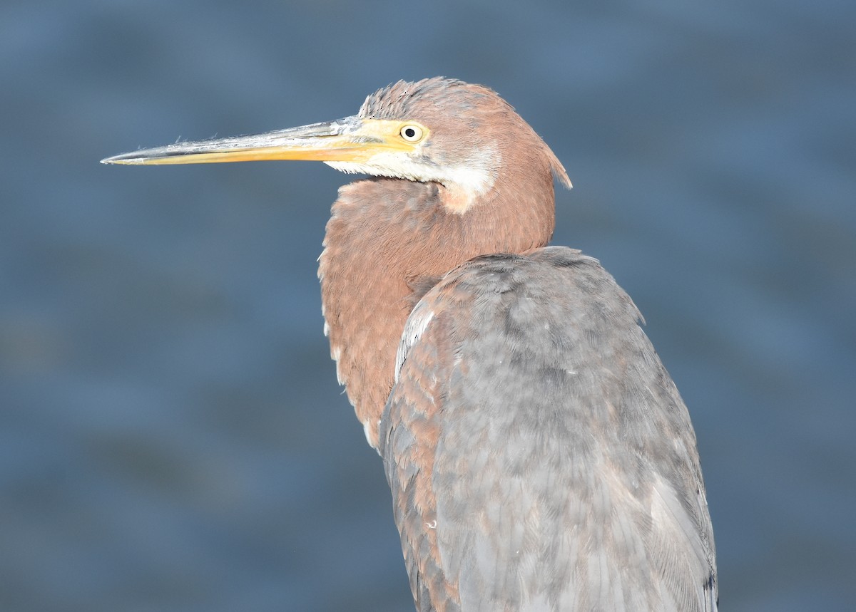 Reddish Egret - ML644353516